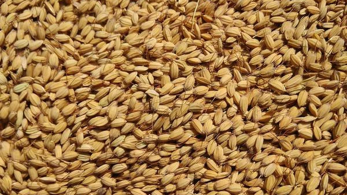 Kashmir's ancient rice varieties hold climate adaptation secrets