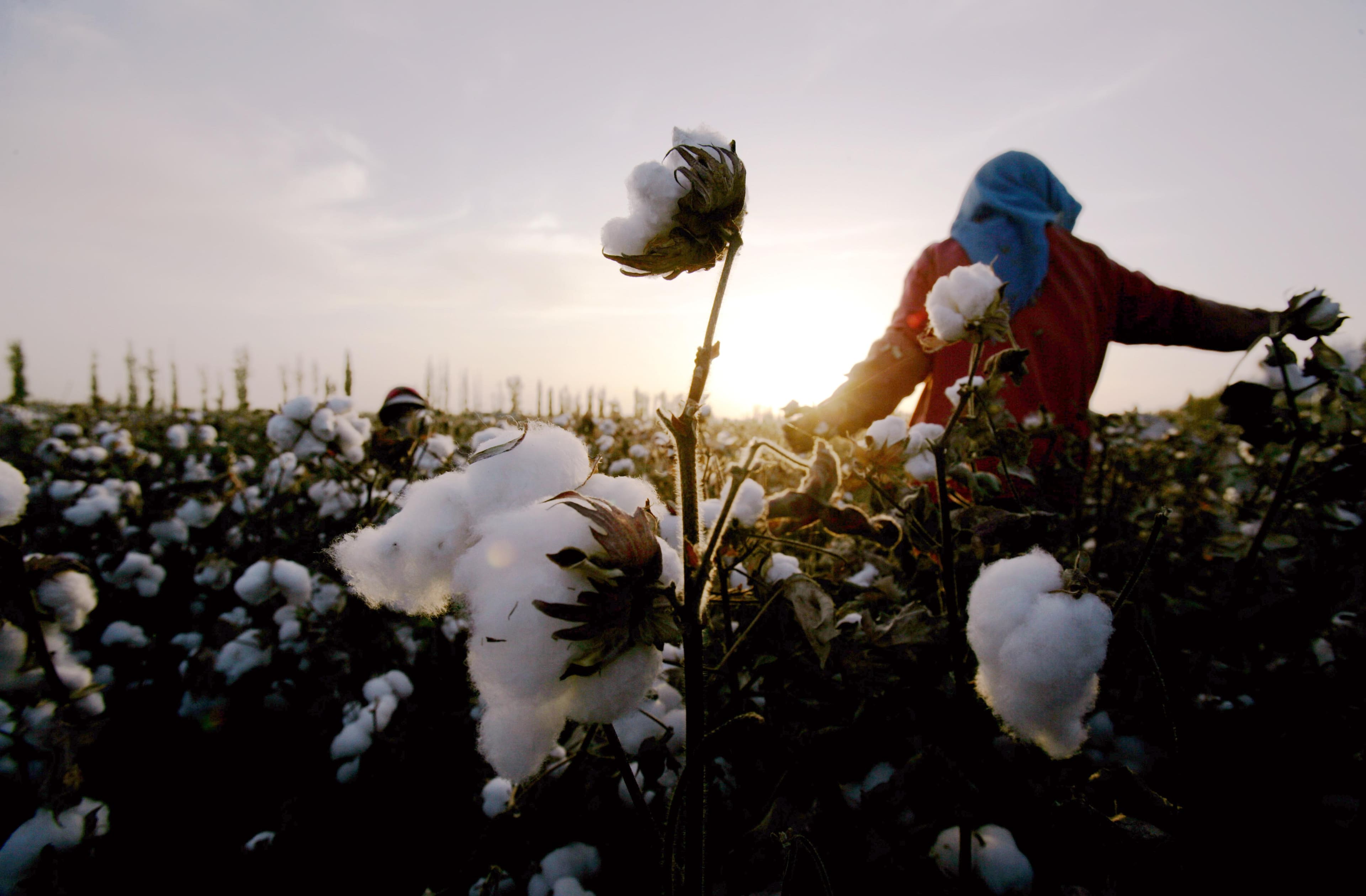 India may extend duty-free cotton imports as domestic output faces sharp decline