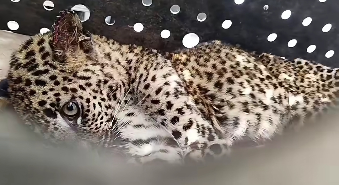 Leopard cub safely removed from Bulathkohupitiya residence