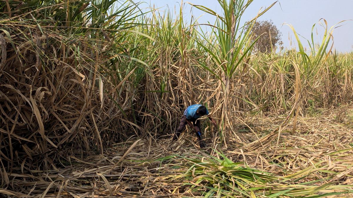 Drought-hit Maharashtra farmer returns aid to CM in protest