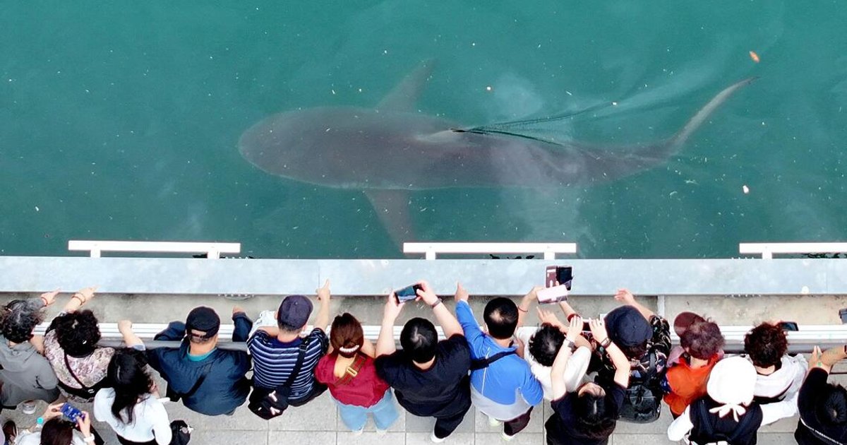 Stranded shark draws over a million visitors to South Korean port town