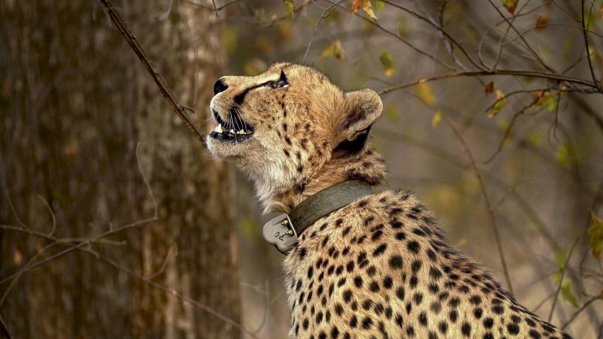 Two arrested in connection with death of protected cheetah