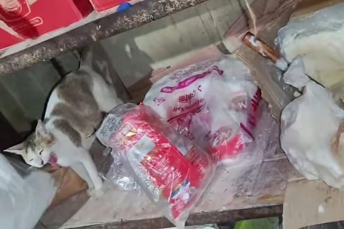 খাদ্য প্রস্তুতি এলাকায় তেলাপোকা ও বিড়াল পাওয়া গেছে
