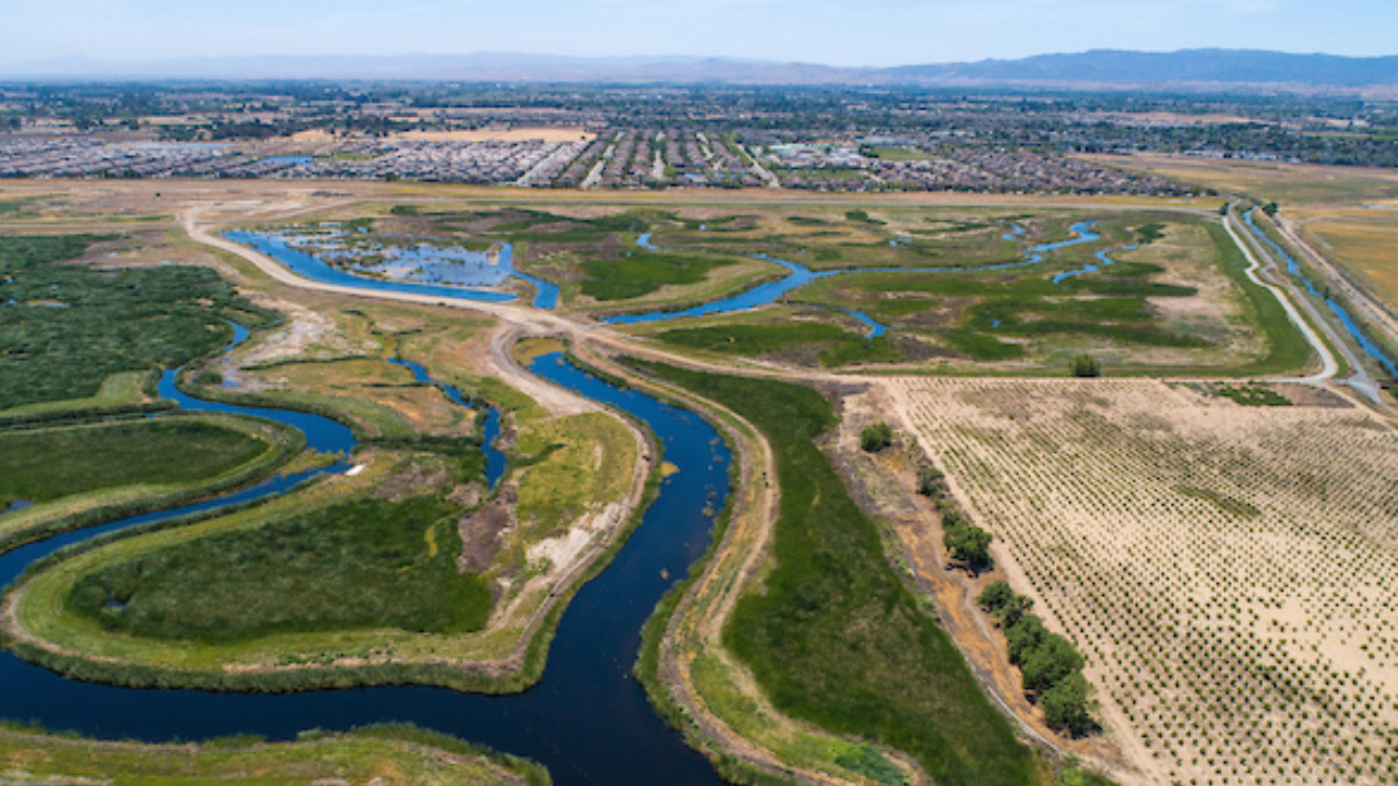 Restored Wetlands Trigger Dramatic Bird Population Surge in California