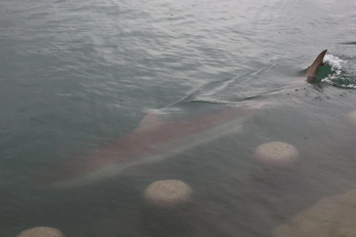 South Korean port city races to return stranded shark to ocean