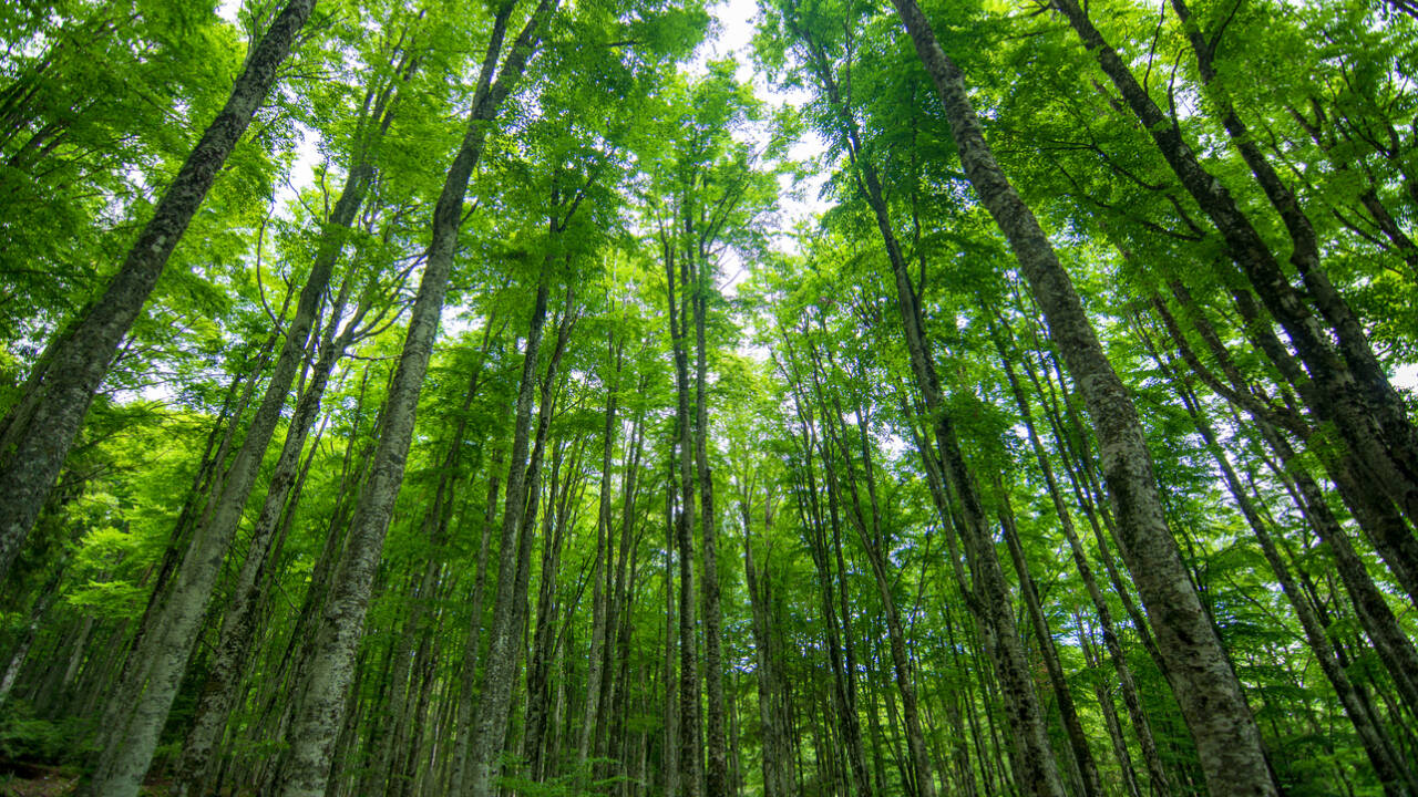 Climate-adapted trees show potential to offset carbon emissions significantly