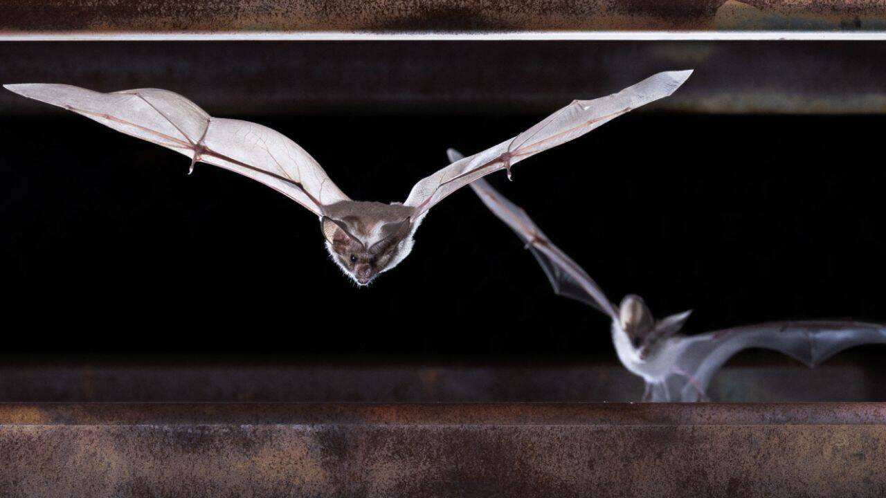 Abandoned US mines transform into wildlife sanctuaries for bats, reptiles