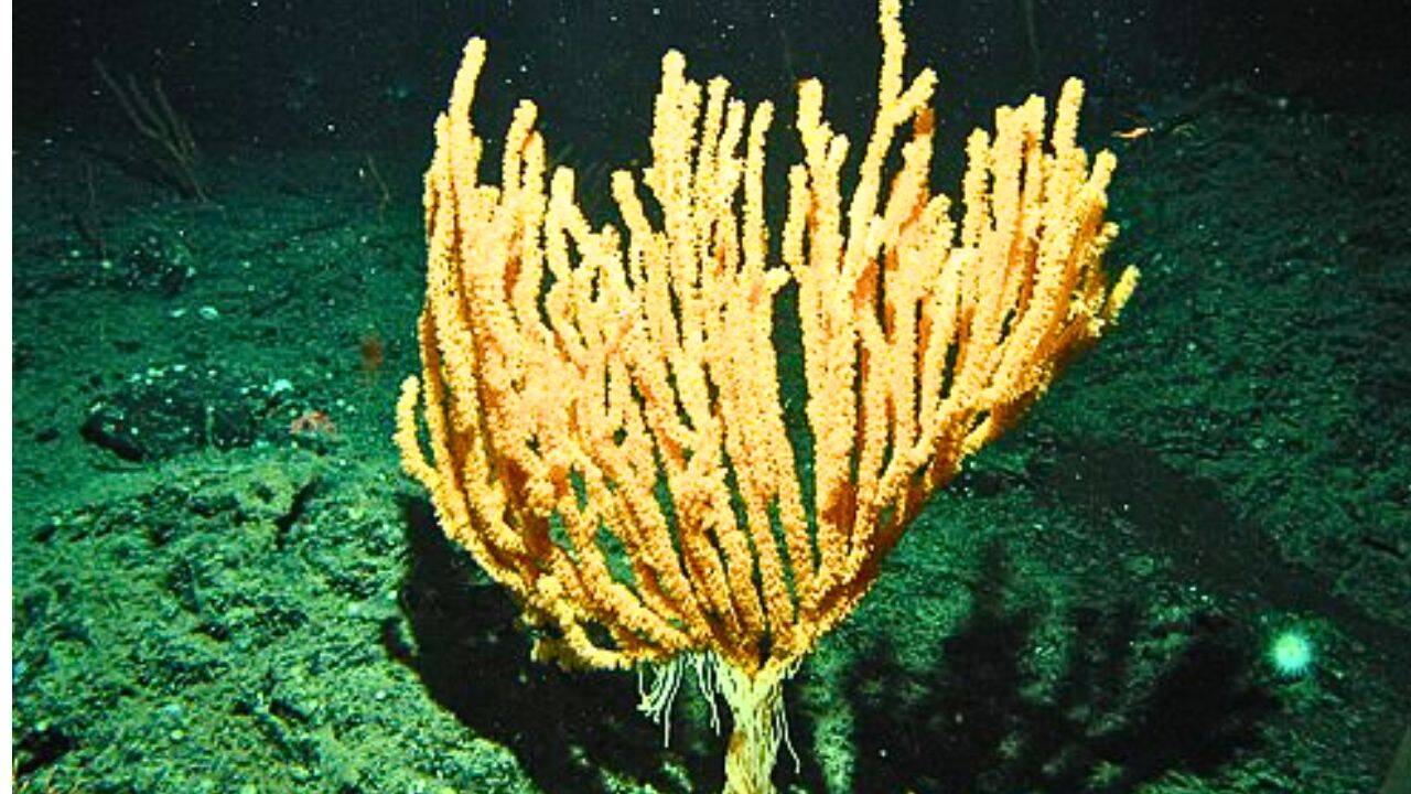 Scientists map vast bamboo coral forest 1,400 metres below surface