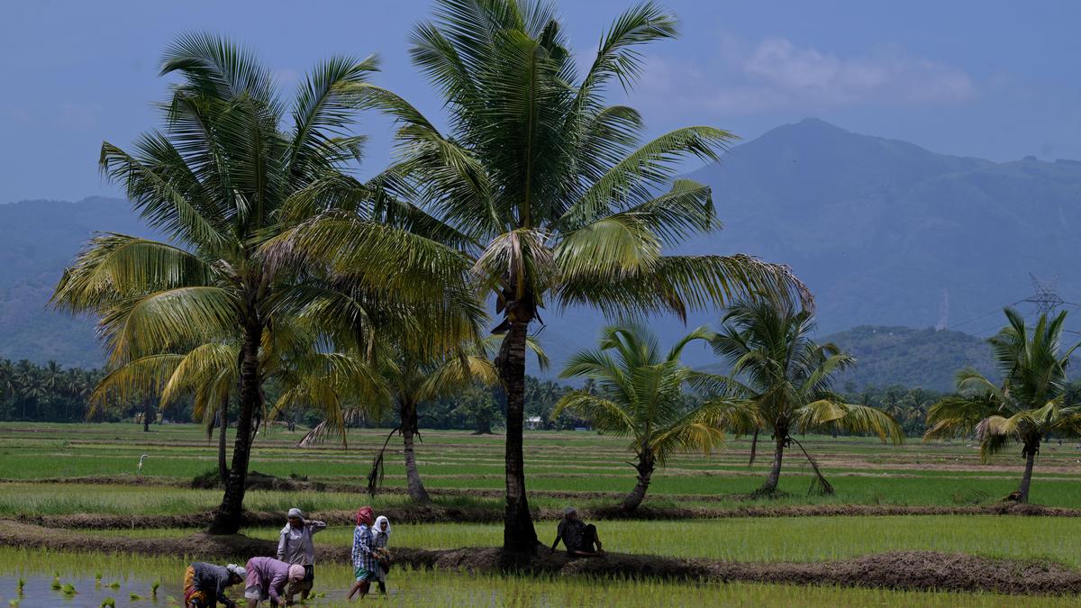 Farmers demand aid as water crisis jeopardizes monsoon paddy crop