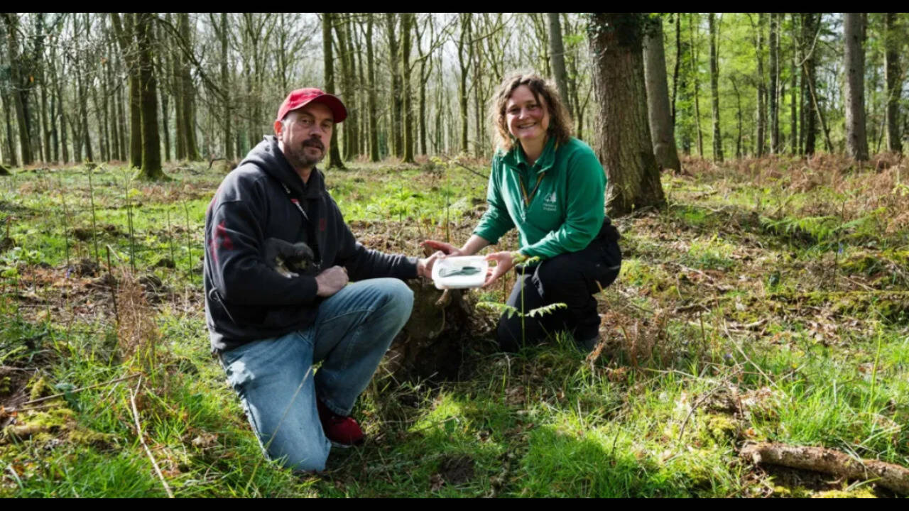 Dog walker's forest stroll unearths 3,400-year-old Bronze Age axe in England