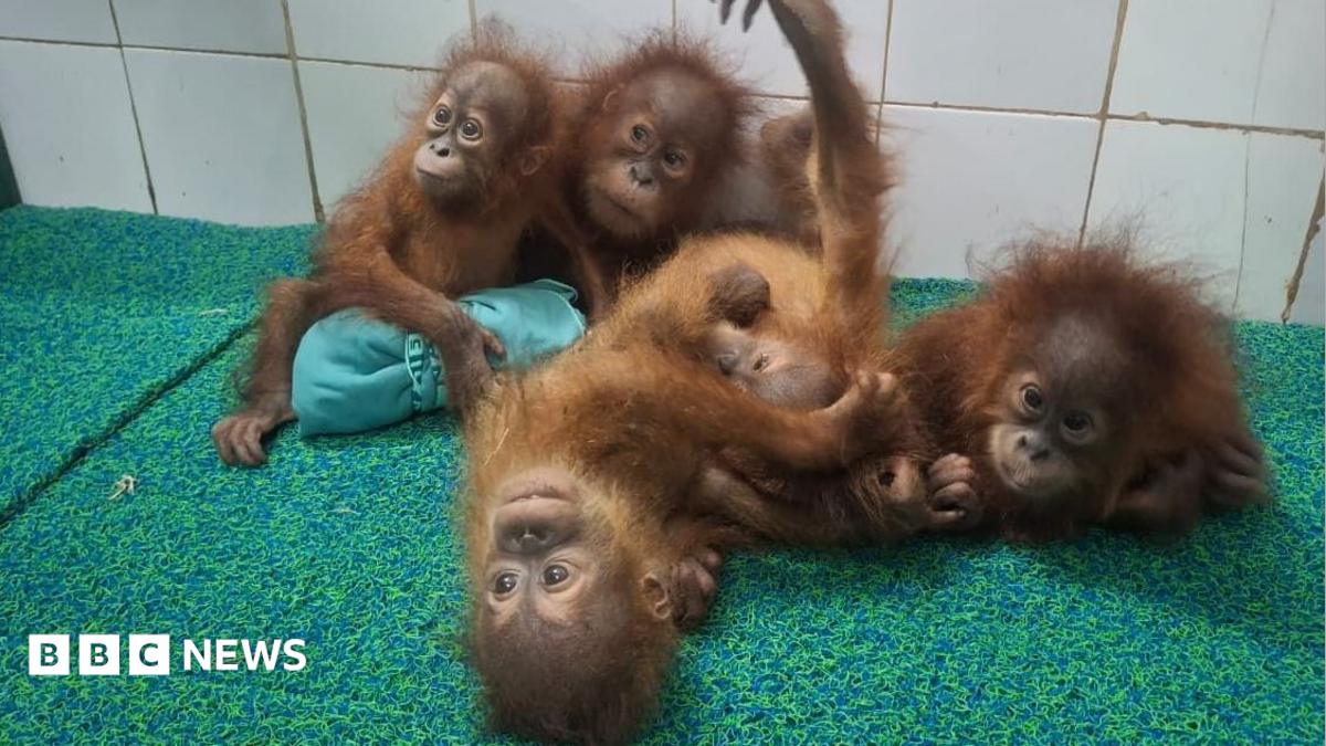 Endangered orangutans discovered in Indian forest spark wildlife trafficking probe