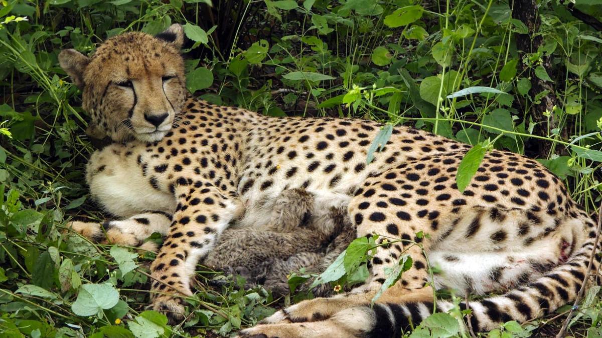 India-born cheetah delivers four cubs at Kuno wildlife sanctuary