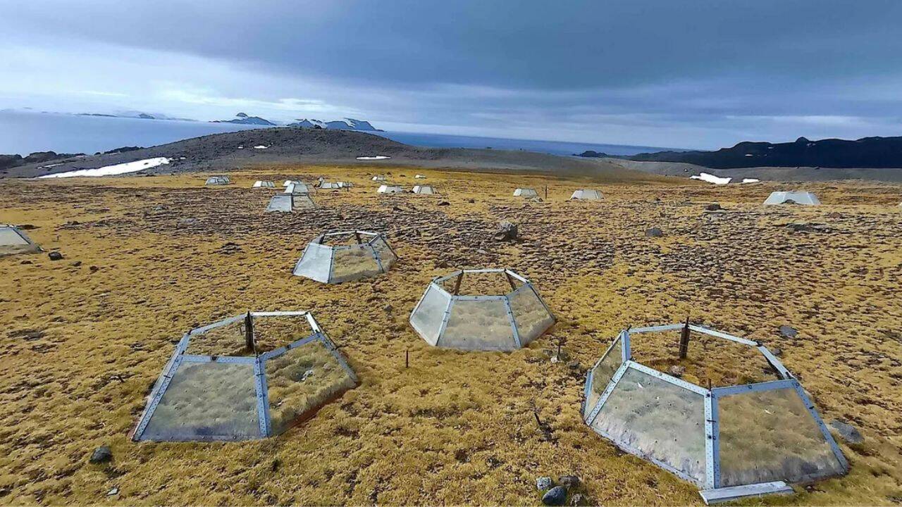 Antarctic plants show divergent responses to seven-year warming trend