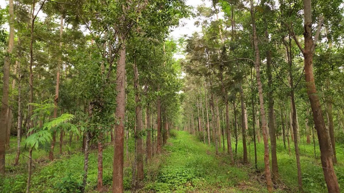 Wildlife group demands probe into alleged sandalwood theft from Kerala forest