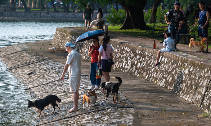 Hanoi struggles with enforcement as unmuzzled dogs pose public safety risks