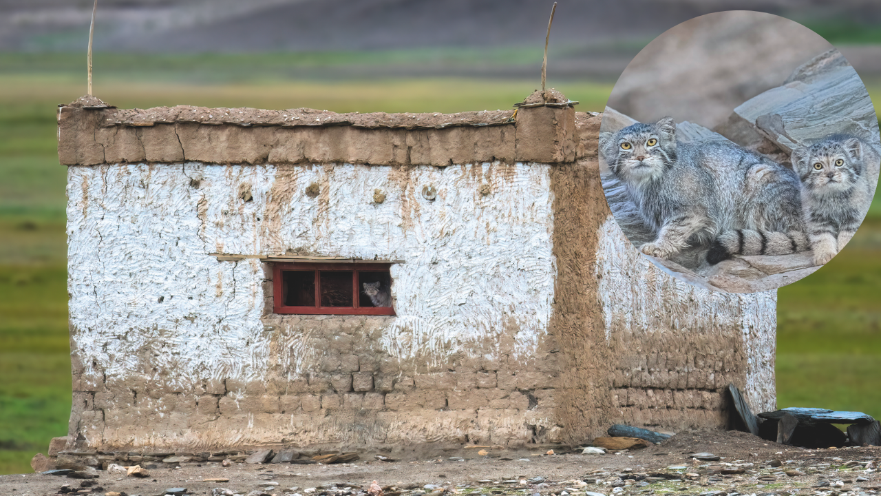 Feline takeover forces Ladakh family to abandon home