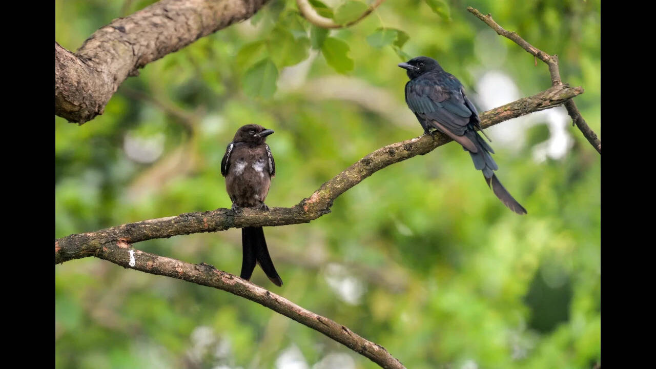 Pest-control birds become invasive threat to Guam's native species
