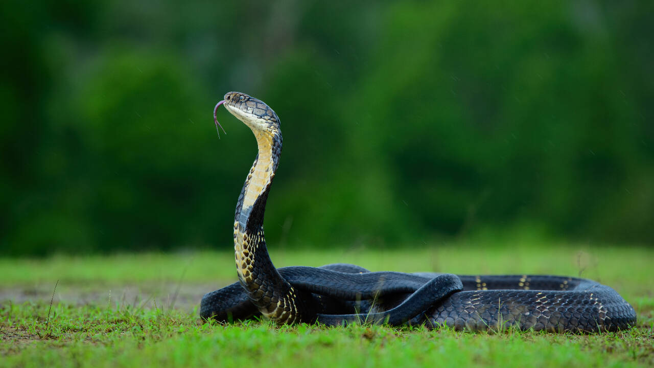 Bright colours in venomous snakes may serve as predator warning system