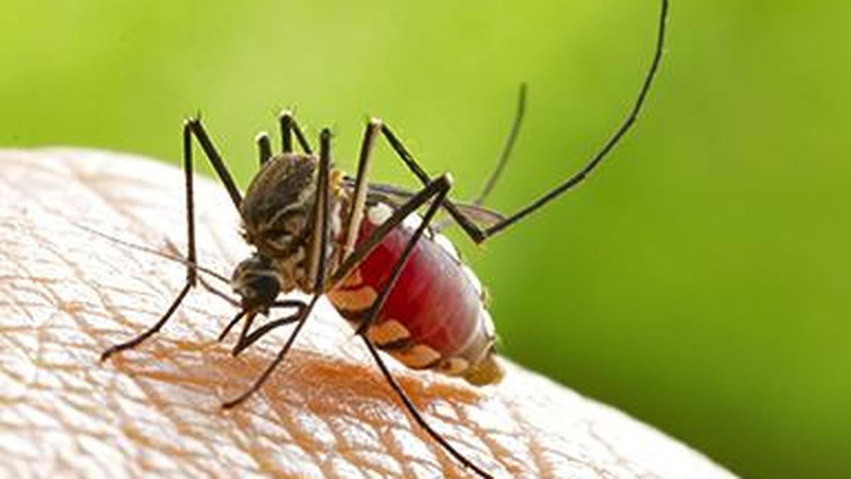 Tamil Nadu says dengue spread this year within normal seasonal patterns