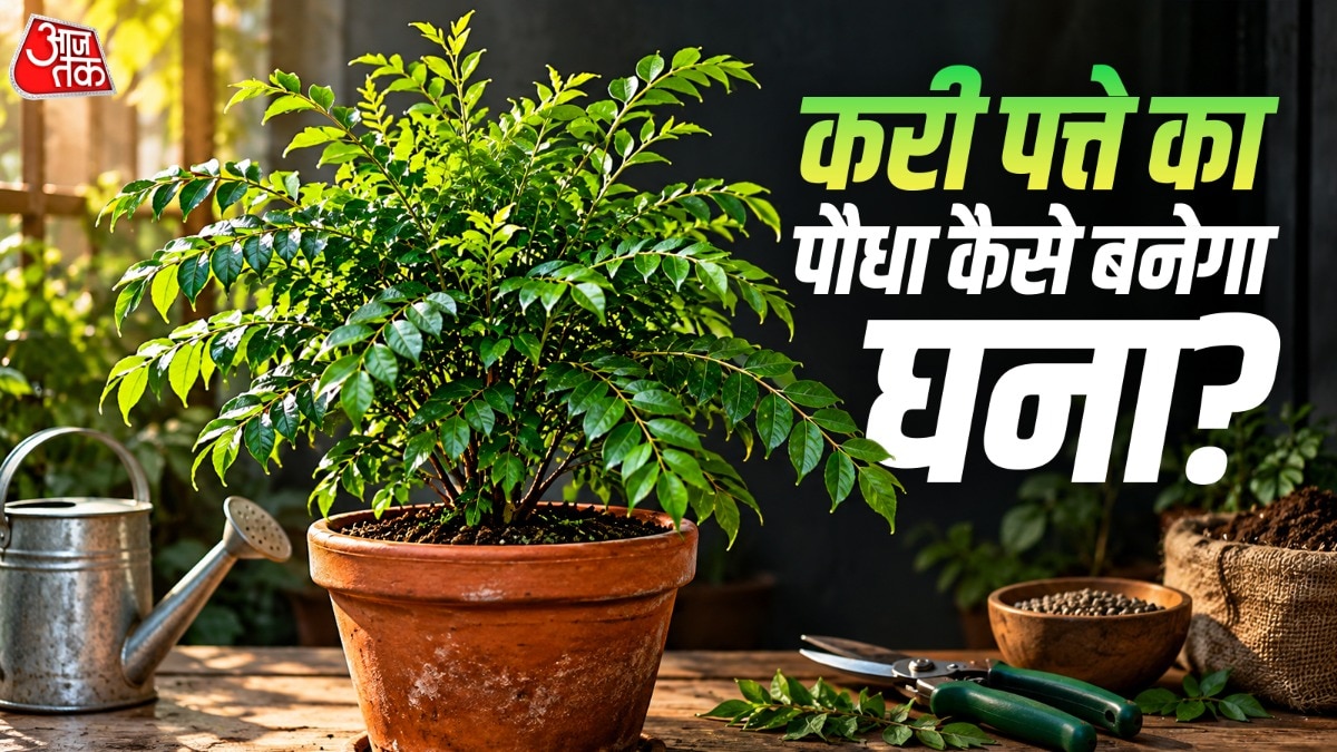 करी पत्ते के पौधे की वृद्धि के लिए केले के छिलके से बनाएं जैव खाद