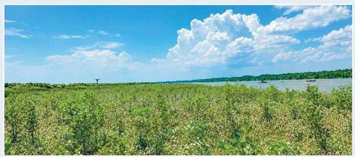 Restoring Chakaria Sundarbans critical for Bangladesh ecosystem