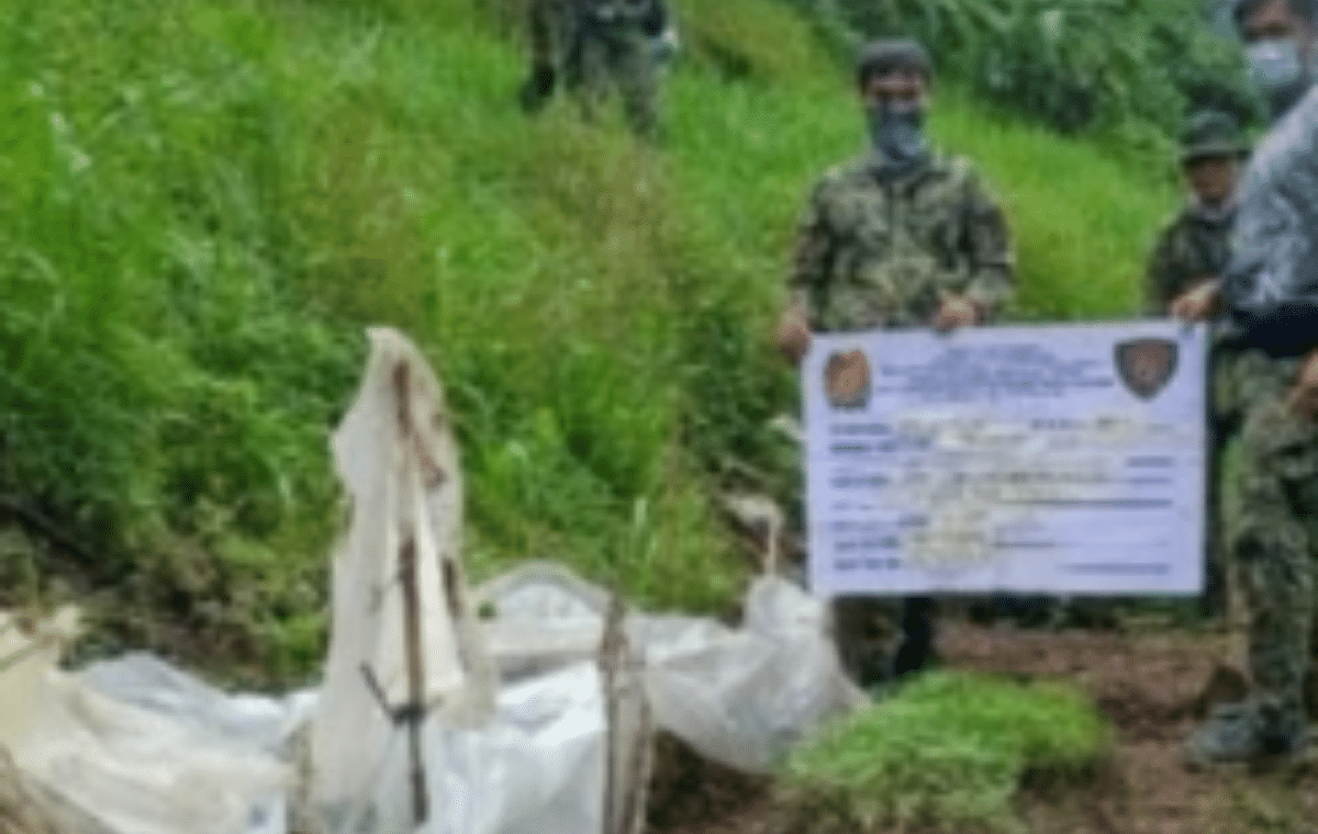 Police dismantle large-scale marijuana operation in Ilocos Sur