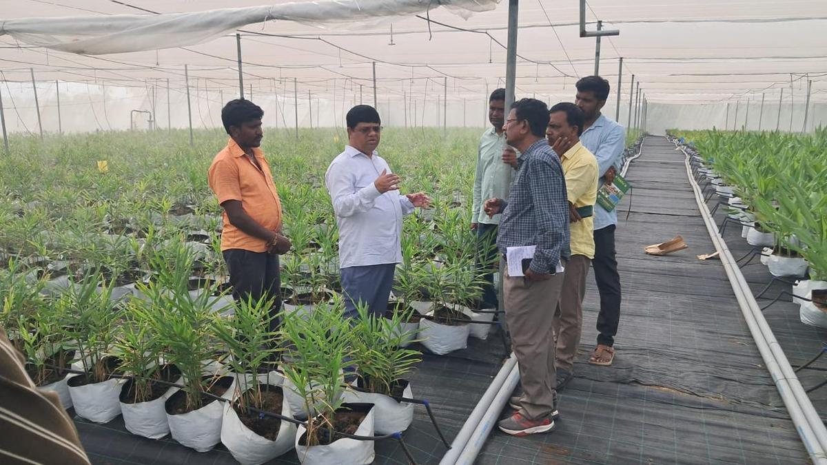 तेलंगाना में किसान धान की जगह सब्जियों और मसालों की ओर रुख कर रहे हैं