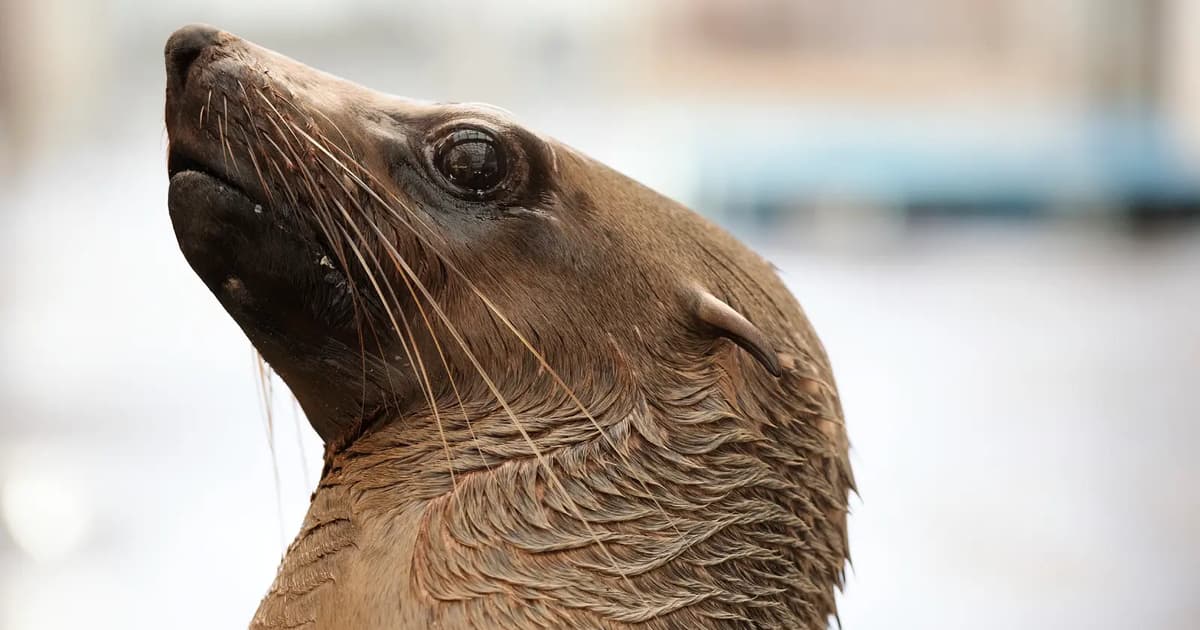 Australia Catat Kes Flu Burung Pertama Pada Mamalia Ketika Anjing Laut Mati