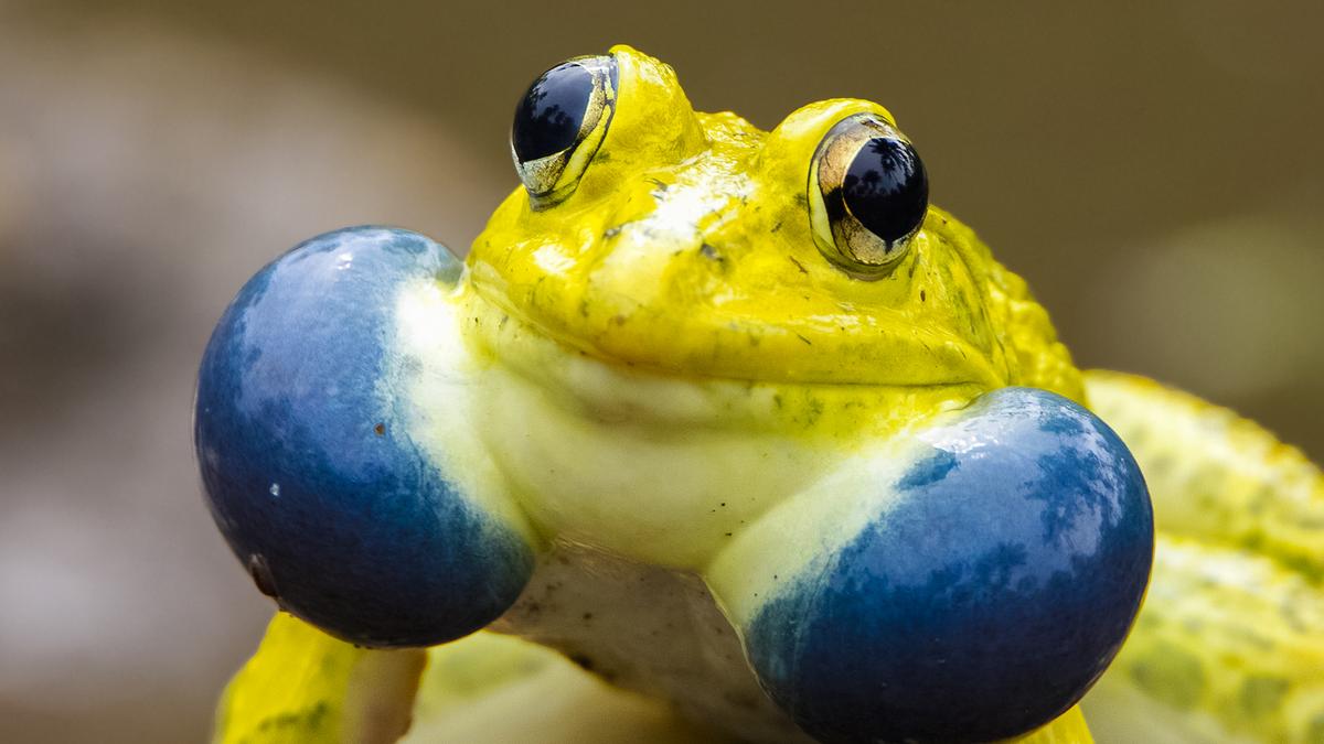 Monsoon transforms Indian forest exploration beyond safari animals