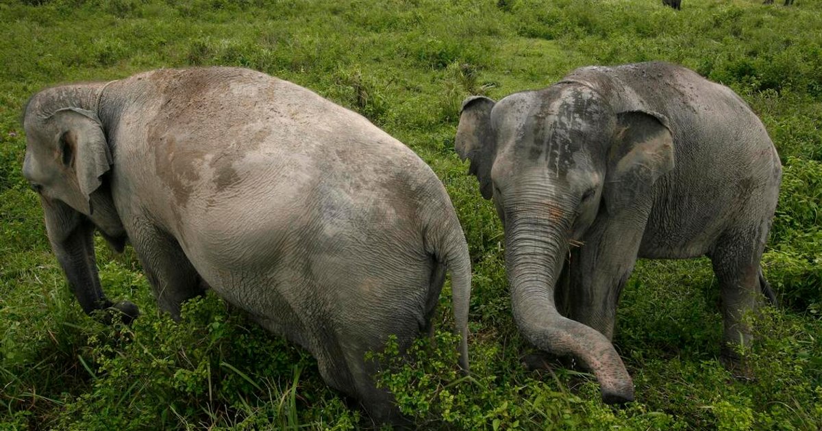 Community mobilises against wildfires threatening Sumatran elephant reserves