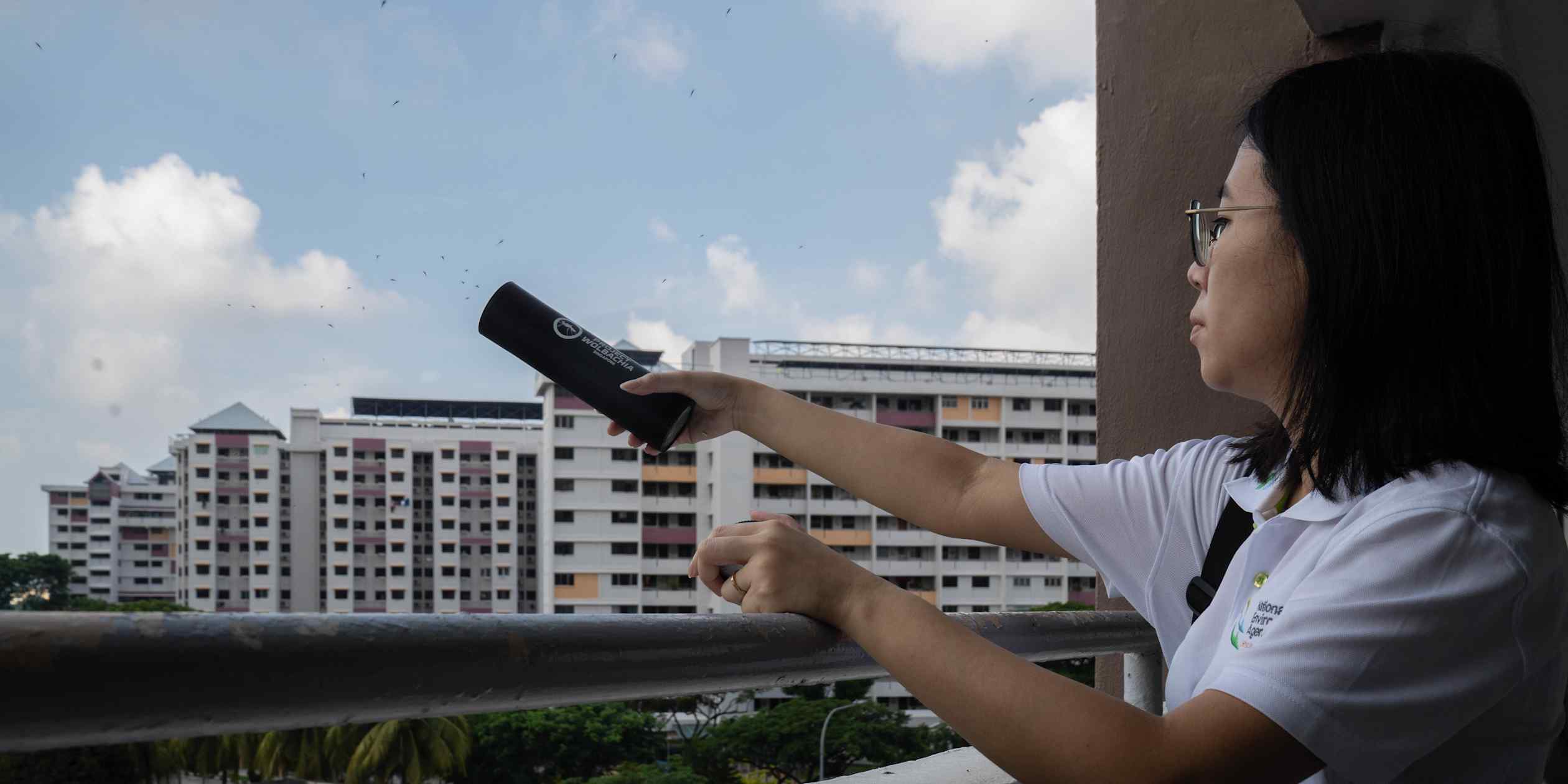 Singapore mass-produces sterile male mosquitoes to combat dengue fever