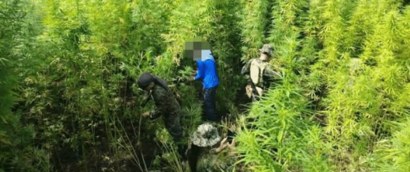 Police destroy P5.49 million marijuana crop in Kalinga operation