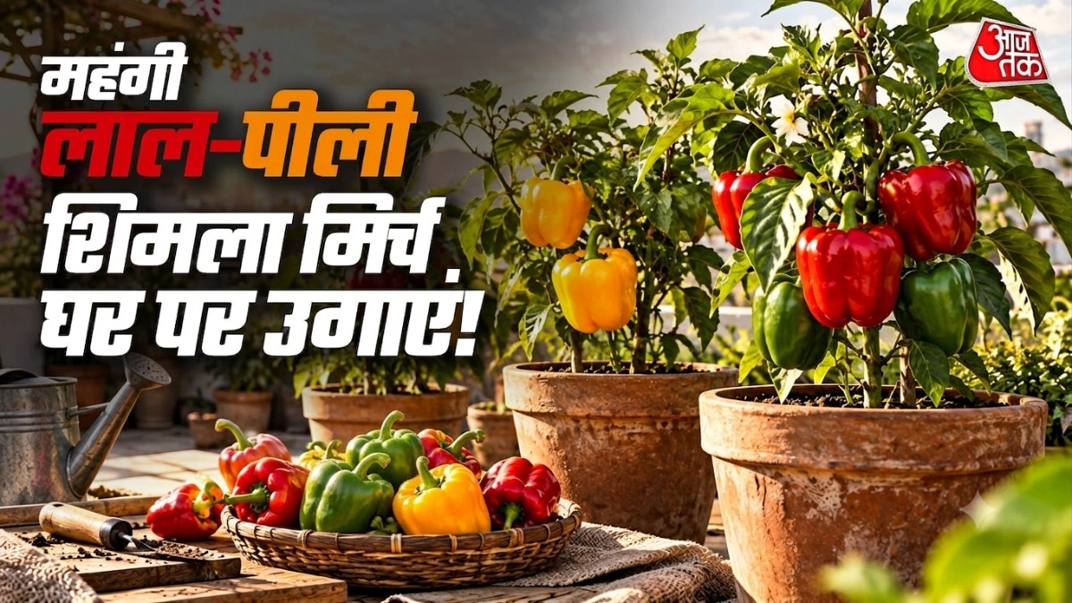 Home gardeners can grow multiple capsicum varieties in single pot