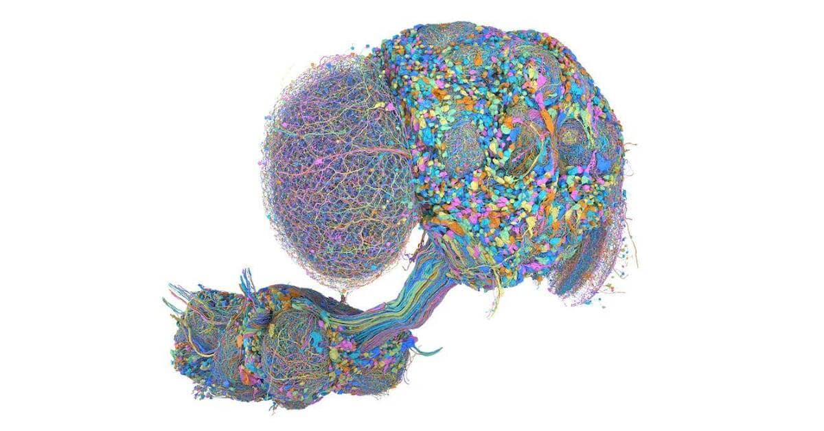 Fruit fly brain mapped in stunning detail, reveals surprising cognitive abilities