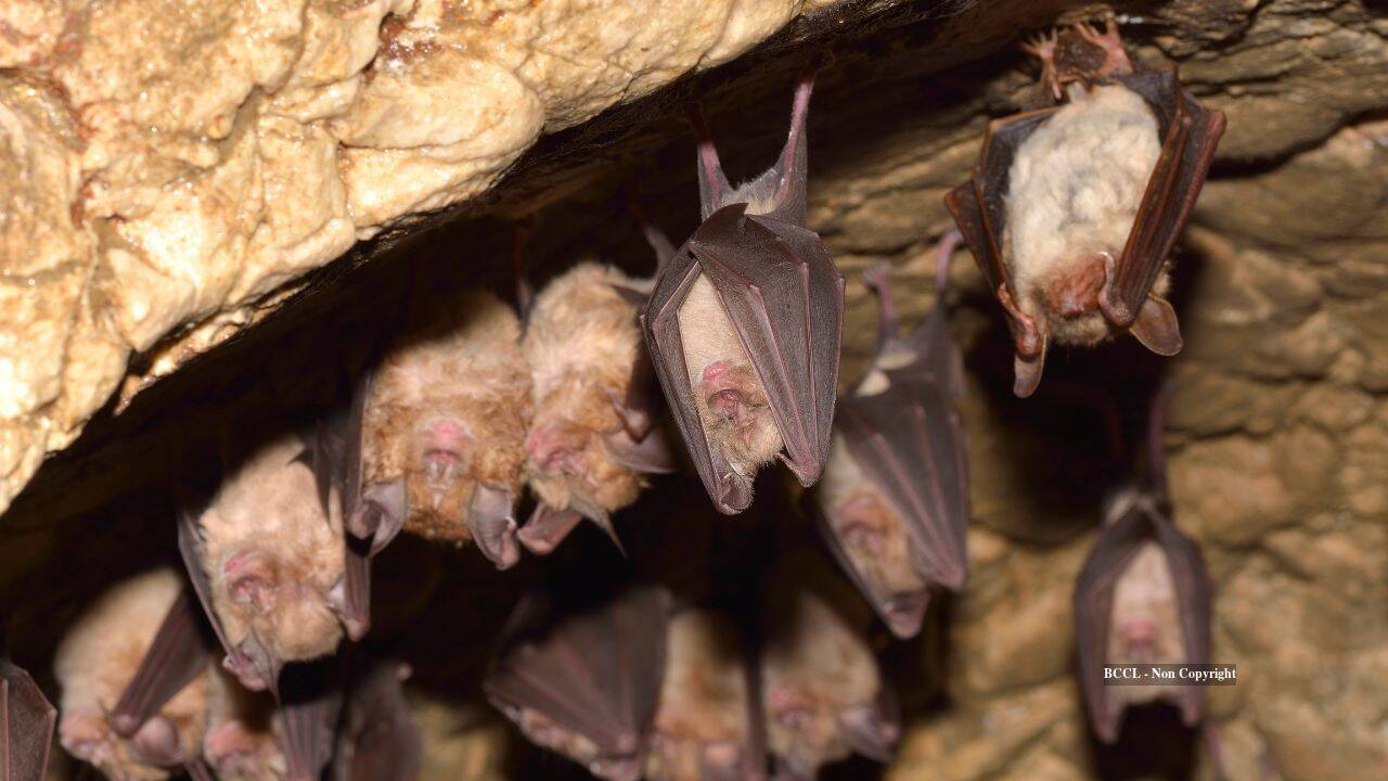 Scientists unlock secrets of bat longevity linked to disease resistance