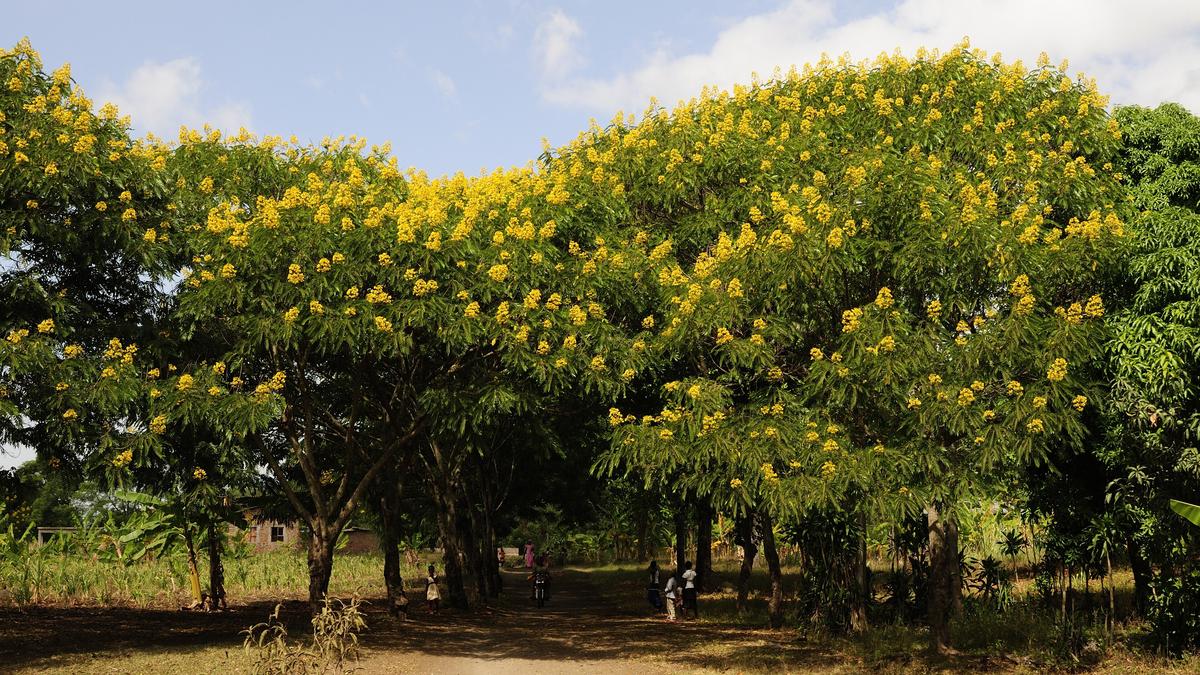 Climate shifts, not invasive species alone, drive ecological changes