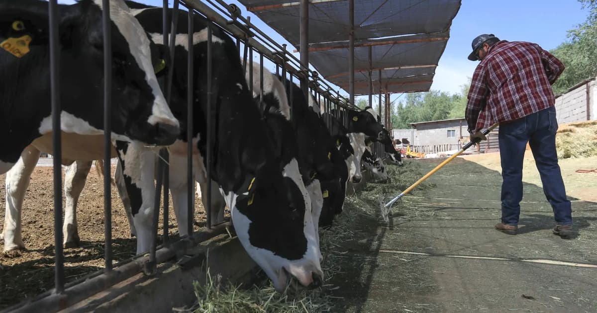 US reopens Mexican cattle imports as screwworm containment efforts intensify