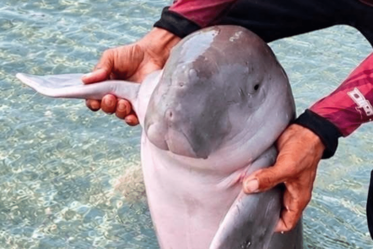 Antique residents rescue stranded baby dugong, return it to sea