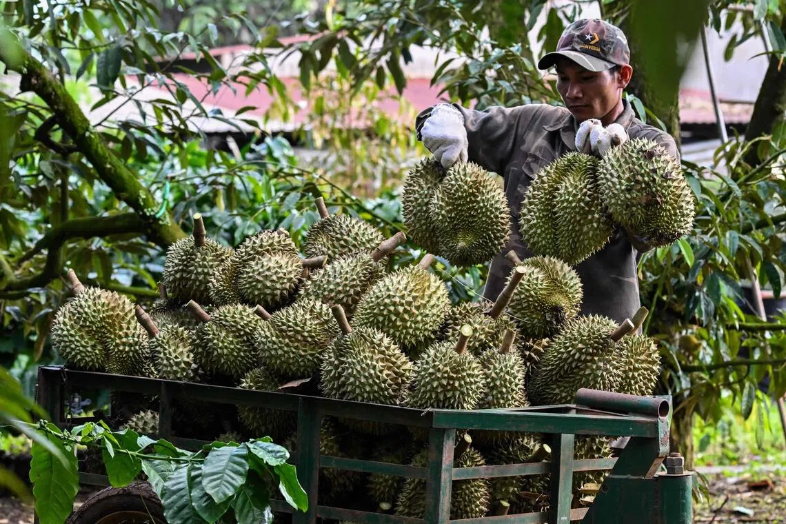 Vietnamese coffee farmers pivot to lucrative durian exports to China