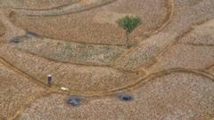 Record El Niño intensifies global weather disruptions across continents