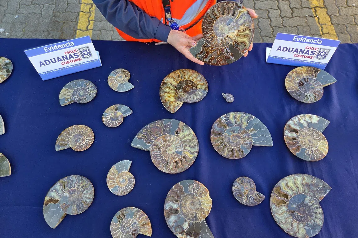 Chile seizes over 200 ancient mollusk fossils in smuggling case