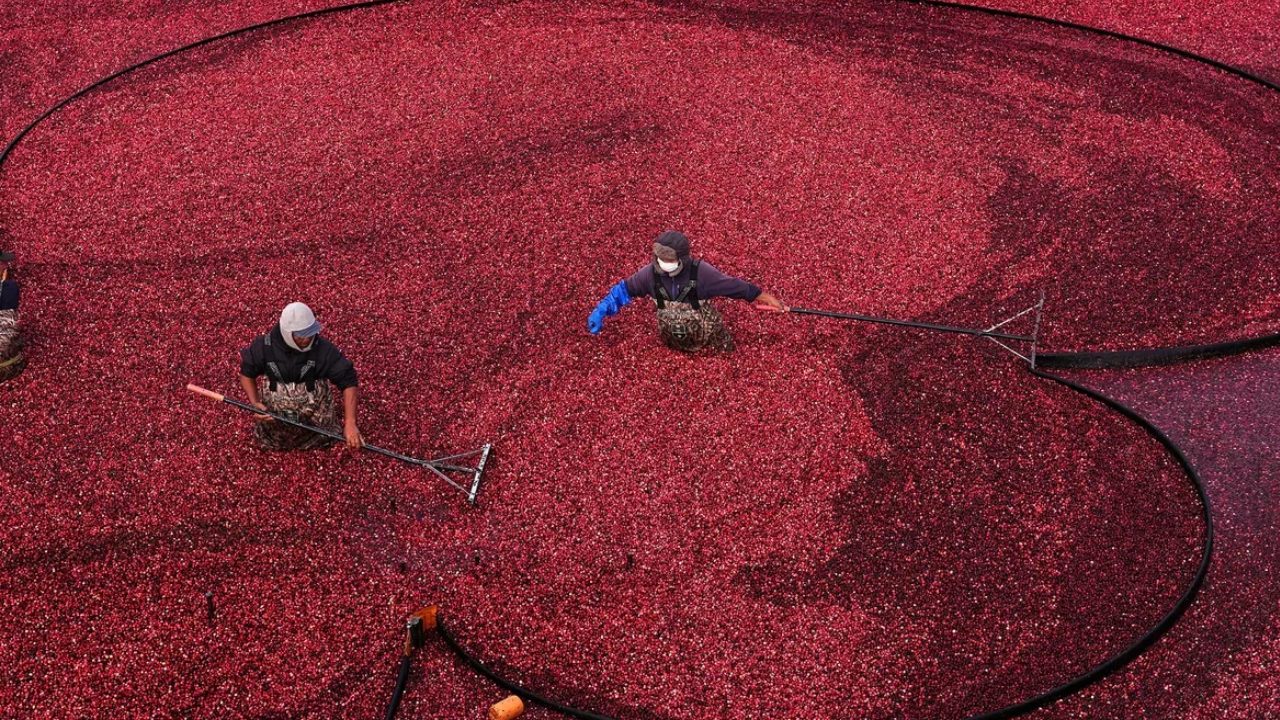 Elevated solar panels revive cranberry farming while generating renewable energy