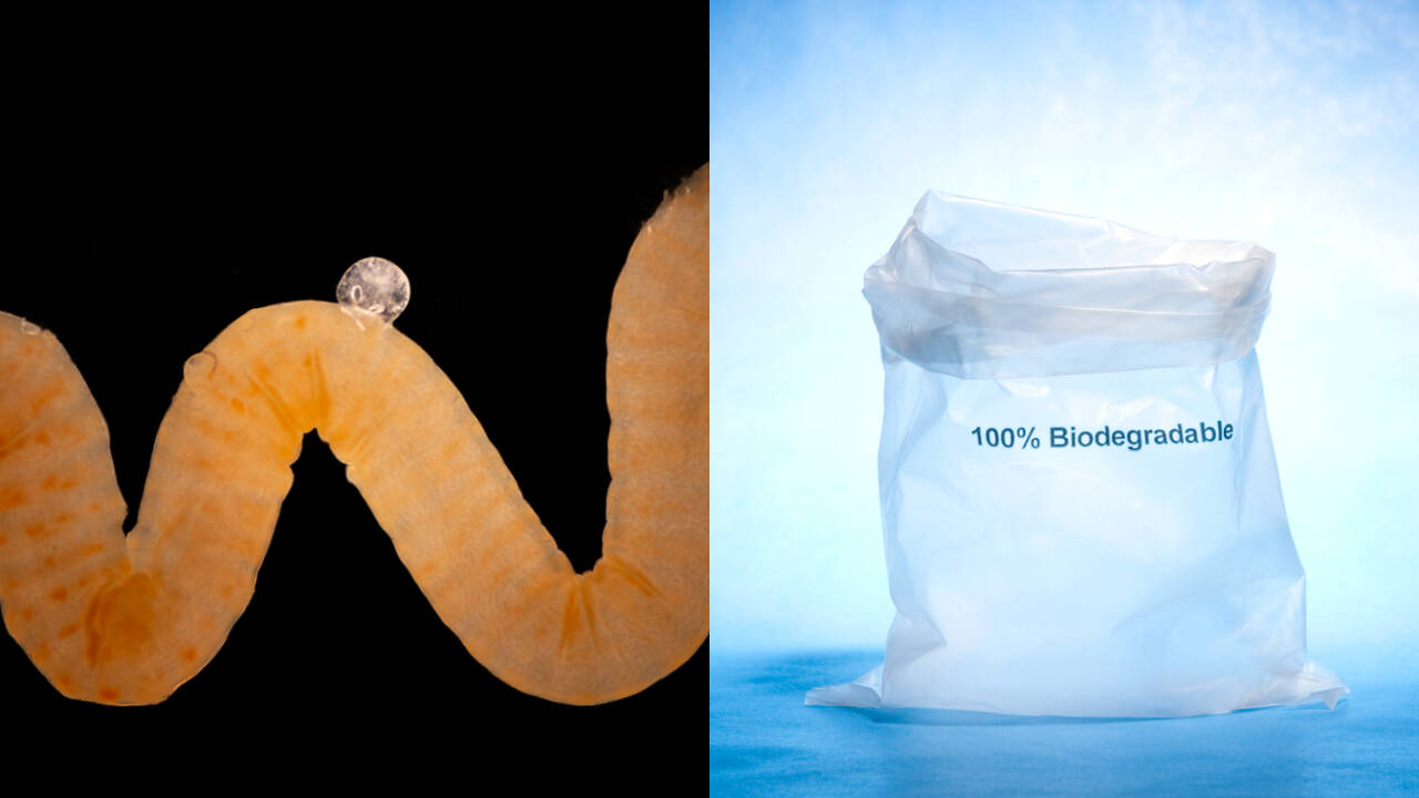 Scientists explore nature's own plastic as solution to environmental crisis
