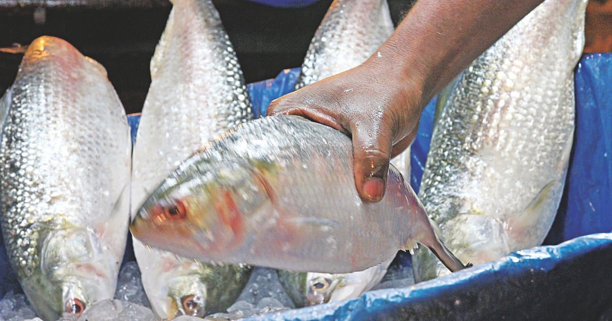Hilsa catch plummets despite surge in fishing fleet activity