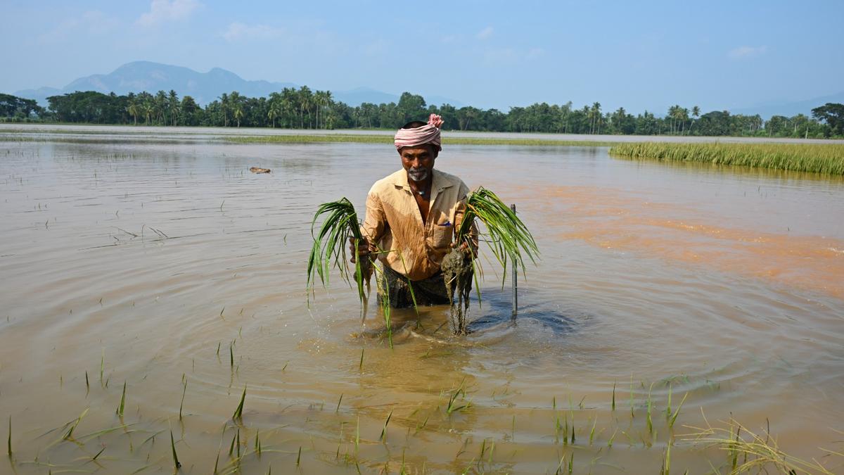 Andhra's Srikakulam district faces ₹150 crore flood damage toll