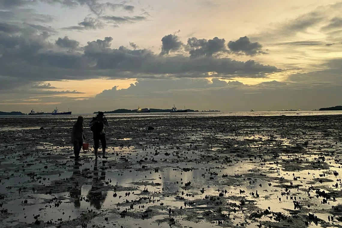 Singapore debates stricter foraging rules amid biodiversity concerns
