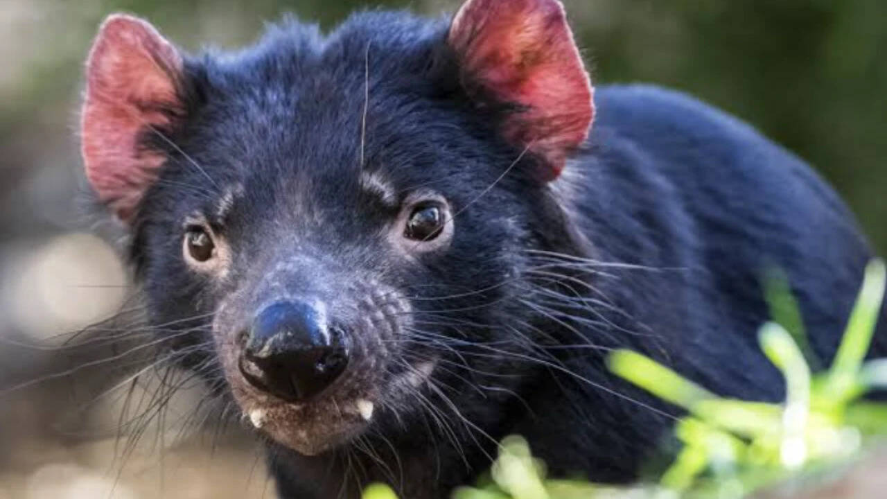 Conservation effort backfires as Tasmanian devils devastate penguin colonies