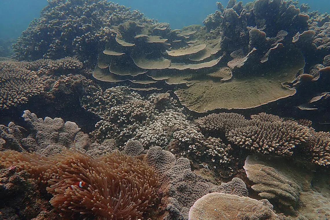 East Asian Corals Defy Global Decline Amid Rising Marine Heat