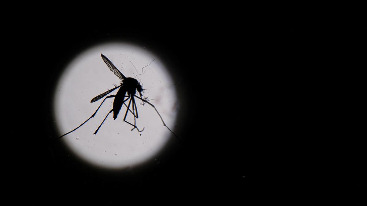 West Bengal dengue cases exceed 4,000 as deaths mount to seven