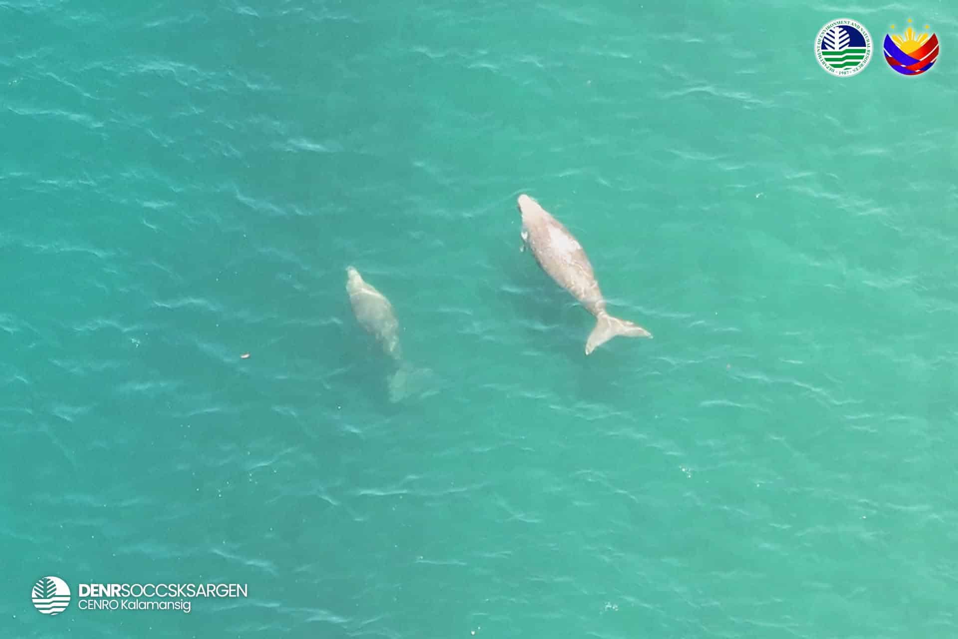 Rare marine mammals spotted off Sultan Kudarat coast in wildlife survey